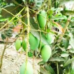 Amrapali - আম্রপালি - Image 5